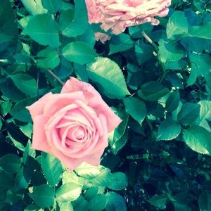 Meet your Posher, Nicole